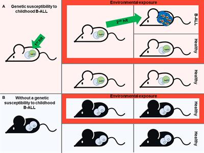 Lessons from mouse models in the impact of risk factors on the genesis of childhood B-cell leukemia